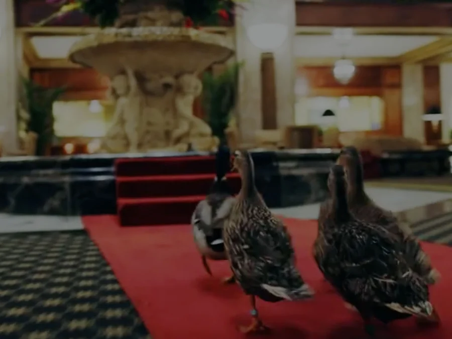 Memphis - Peabody Ducks