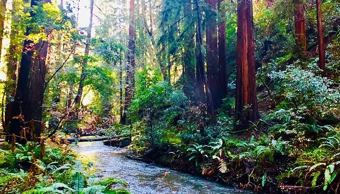Mill Valley - Muir Woods National Monument