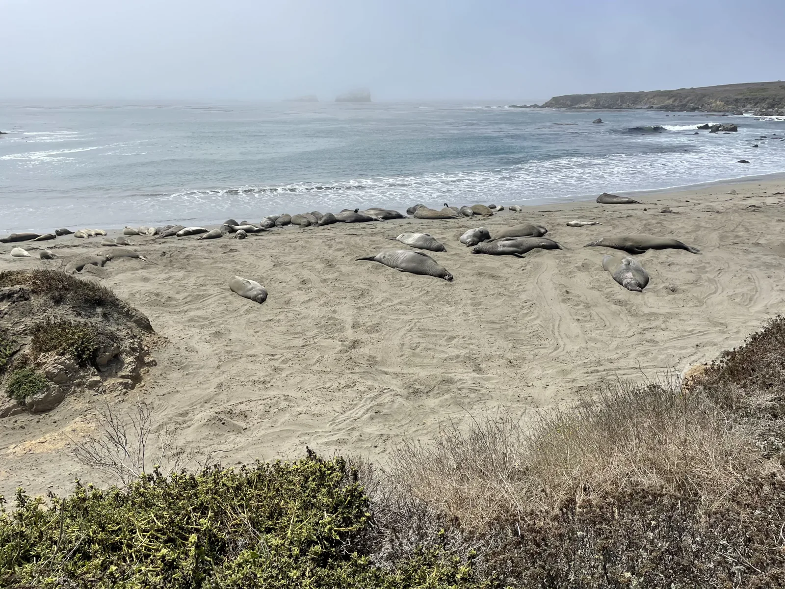 Big Sur - Elephant Seal vista Point